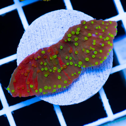 Auction Starfire Cap