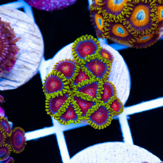 Auction CC Spitfires