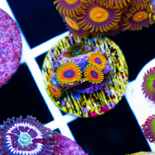 Auction Great Owls #2