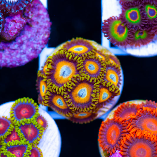 Auction Scrambled Eggs