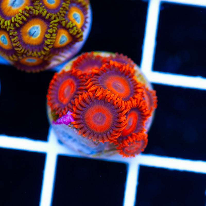 Auction Orange Hornets