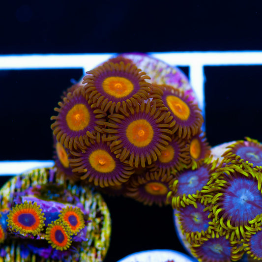 Auction CC Tutti Frutti