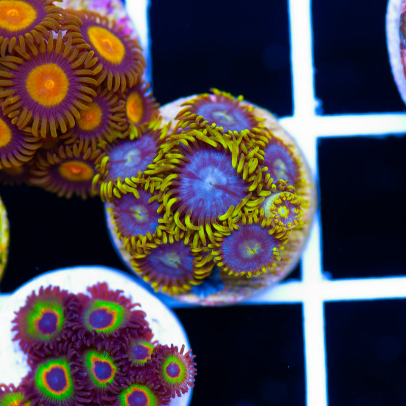 Auction CC Bahama Blues