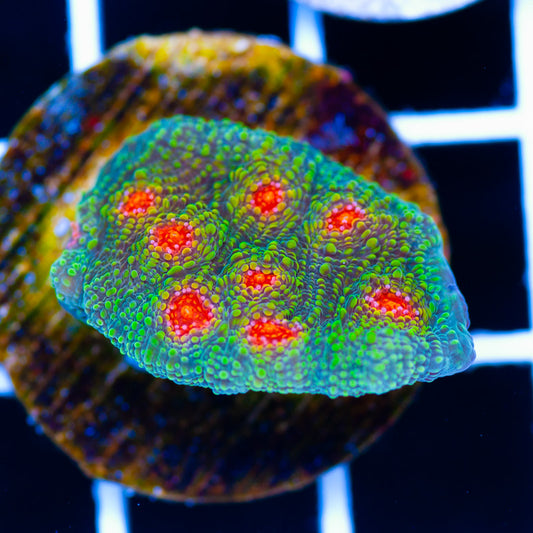 Auction Bubblegum Monster