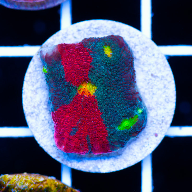 Auction Jelly Bean Chalice