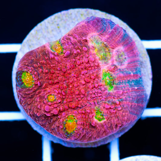 Auction Pink Boo Bies Chalice