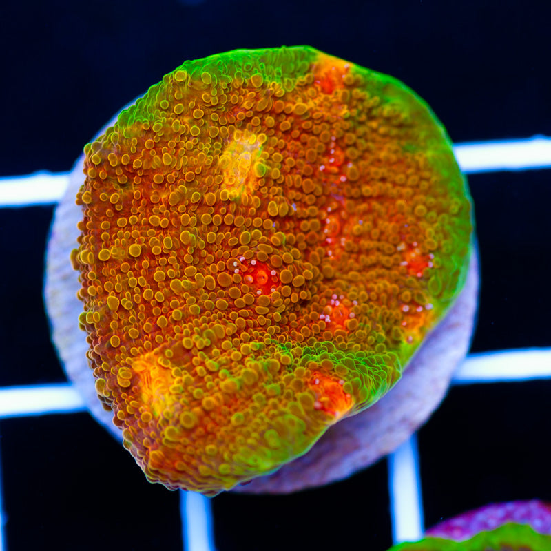 Auction CC Morphin Mummy Eye Chalice