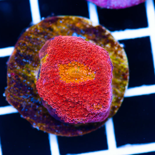 Auction Bahama Mama Chalice