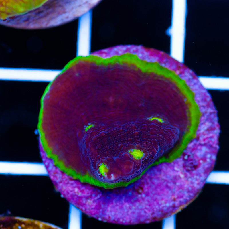 Auction Manhattan Project Chalice