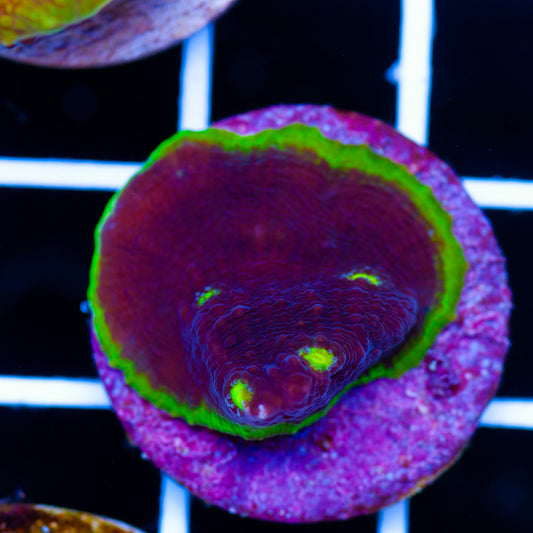 Auction Manhattan Project Chalice