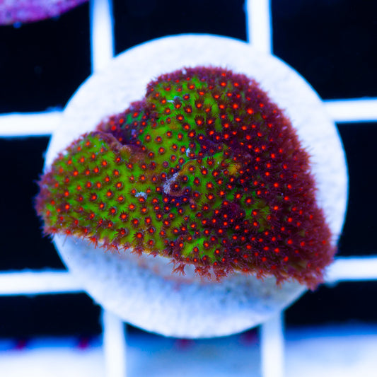 Auction JF Mystic Sunset Stylocoeniella