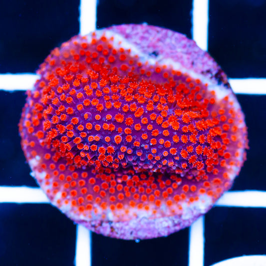 Auction Superman Stylocoeniella