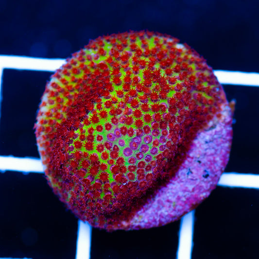 JF Burning Banana Stylo