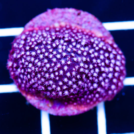 Auction JC Pink Stylocoeniella