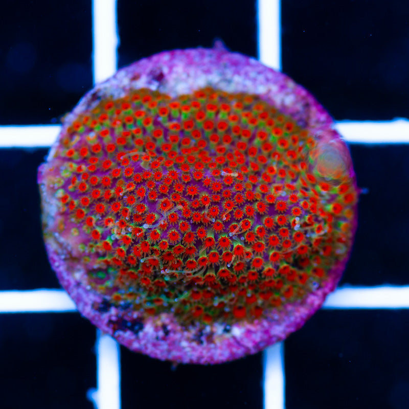 Auction Looney Tune Stylocoeniella