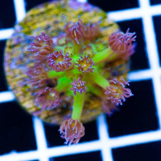 Auction Glitterbomb Goniopora