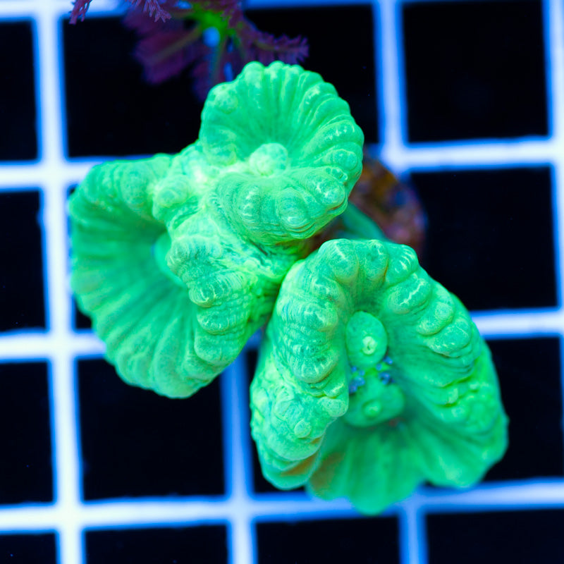 Auction Kryptonite Candy Cane #1