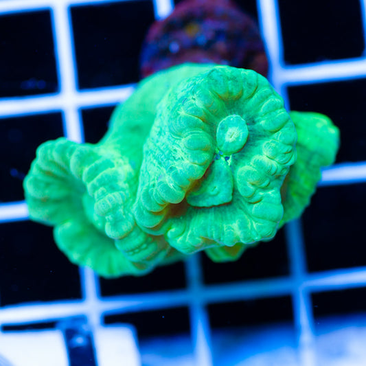 Auction Kryptonite Candy Cane #2