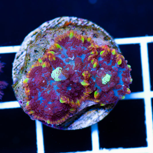 Auction Rainbow Rim Mushroom