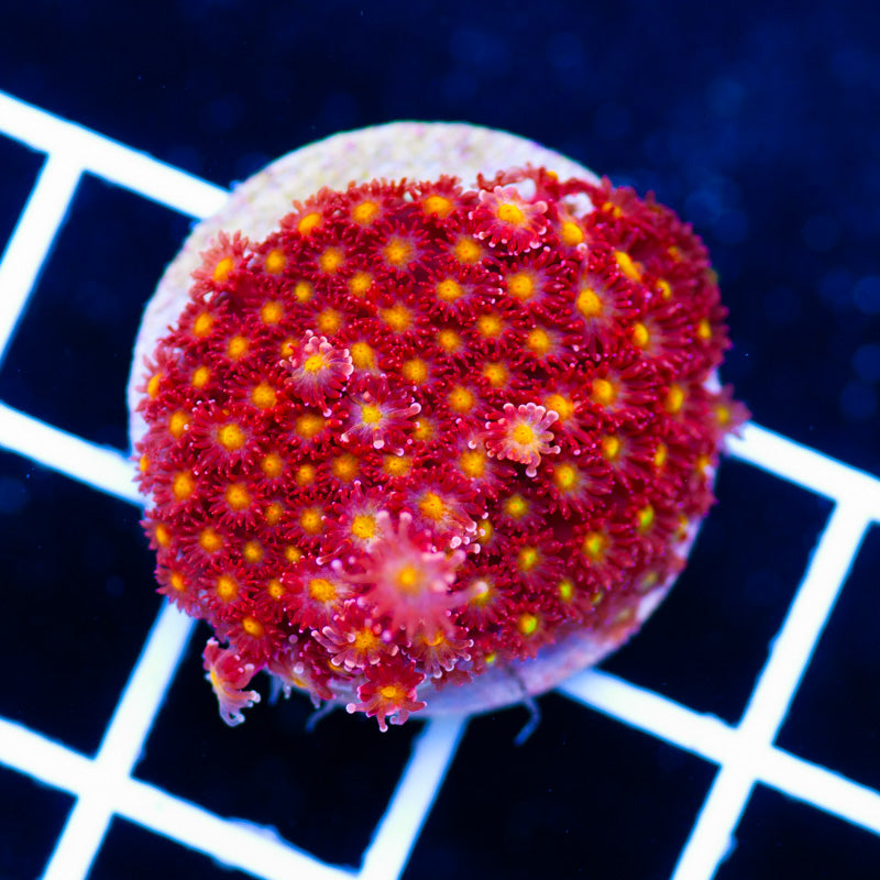 Auction CC Rising Sun Bernardapora Goniopora