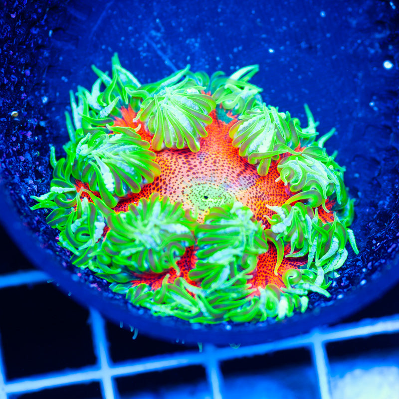 Auction Flower Anemone #5