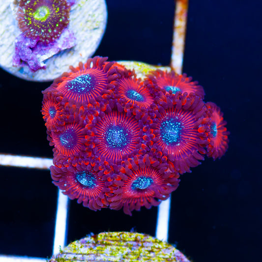 Magician Zoanthids