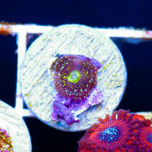 OG Grim Reaper Zoanthid