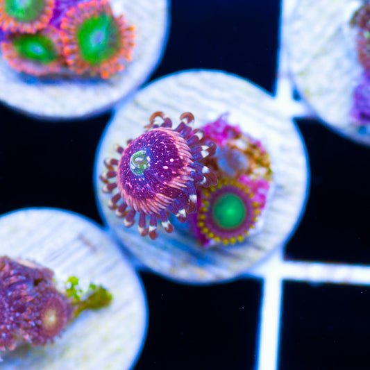 Pink Zipper and a Dragoneye