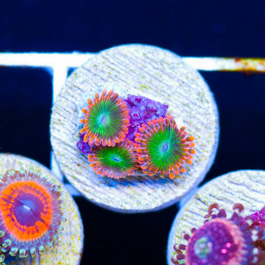 Electric Oompa Loompa Zoanthids