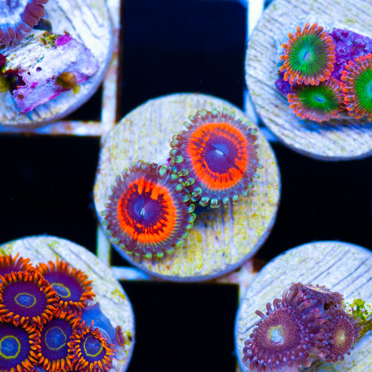 Devils Armor Zoanthids