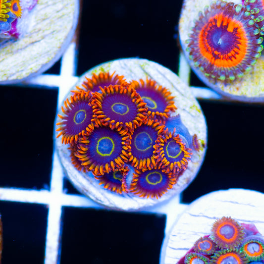 Flaming Hornet Zoanthids
