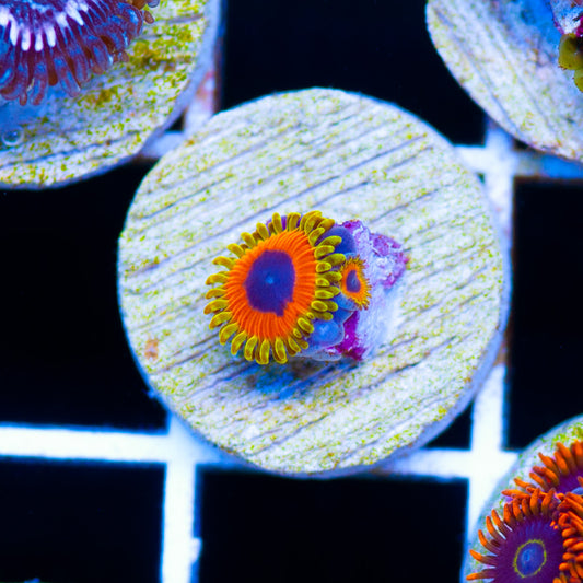 Great Owl Zoanthids