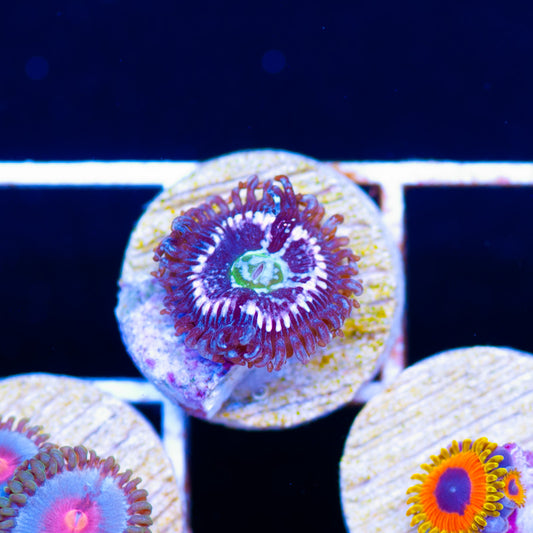 CC Pink Constellation Zoanthid