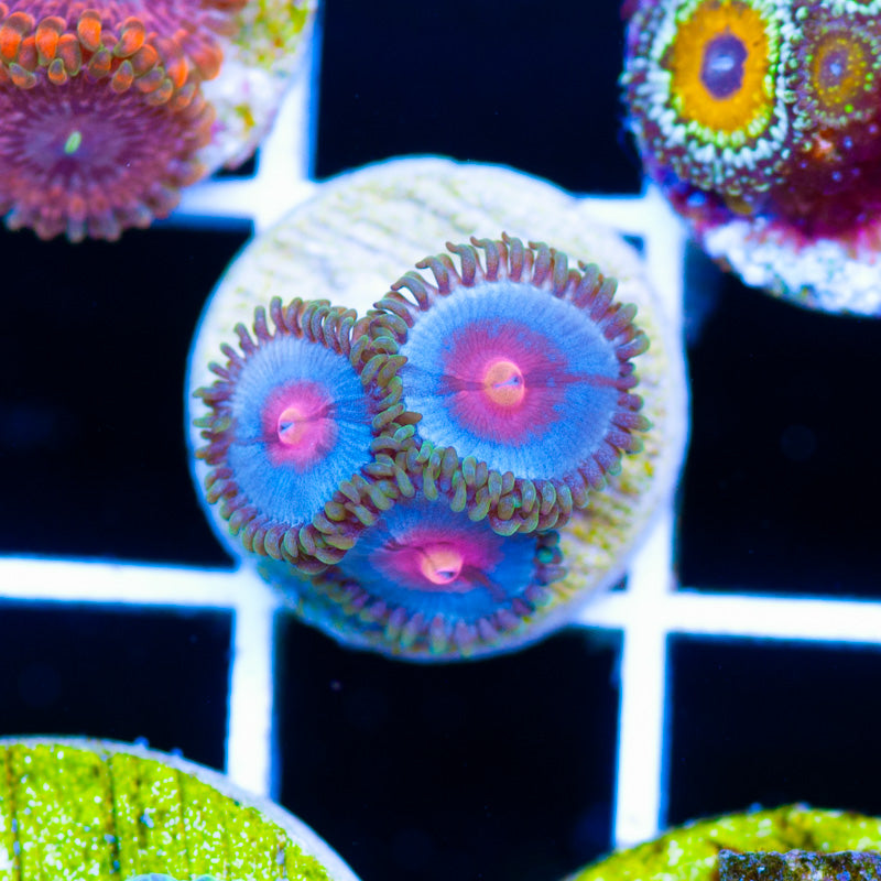 OG Miami Vice Zoanthids #2