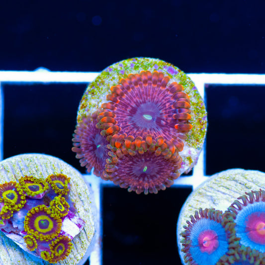 OG Fairy Fart Zoanthids