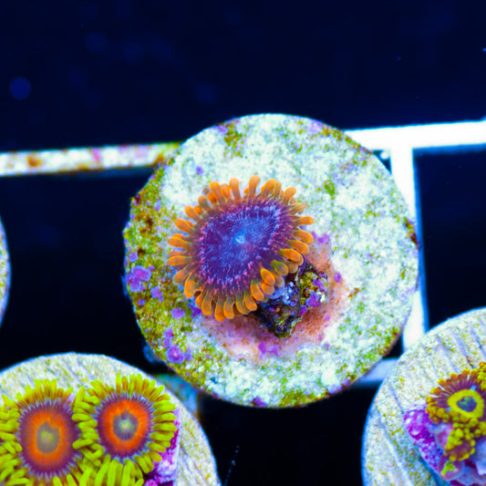 JF Acid Reflux Zoanthids
