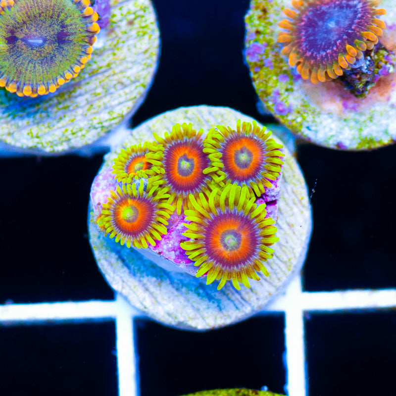 CC Everlasting Sunshine Zoanthids