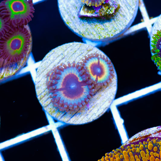 OG Vamps in Drag Zoanthids