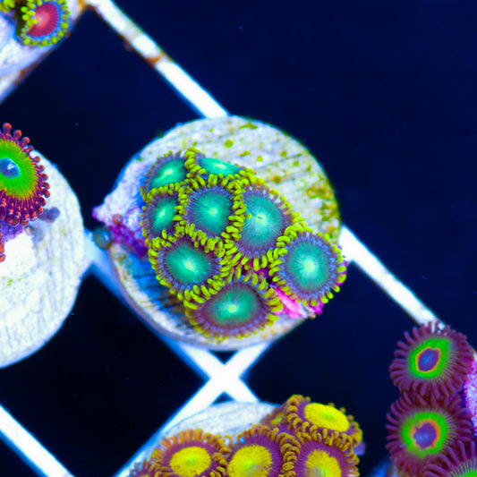 Green Dragon Eye Zoanthids