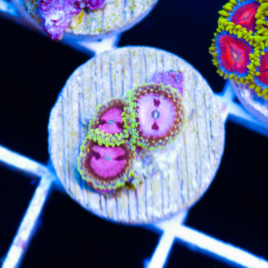 RR Pink Diamond Zoanthids