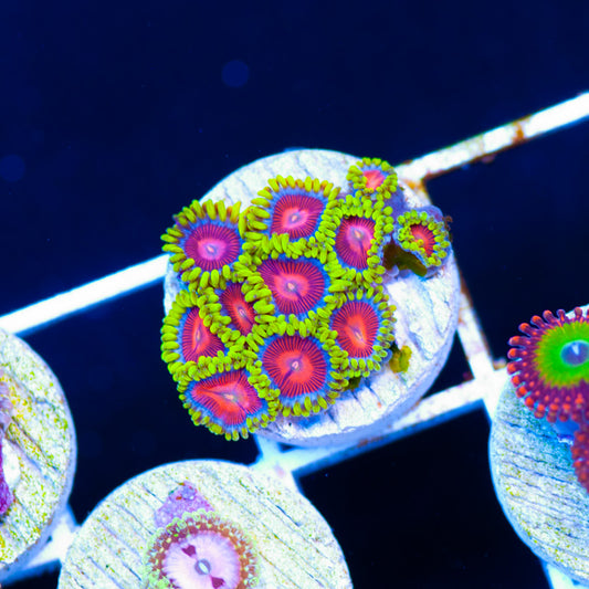 CC Spitfire Zoanthids