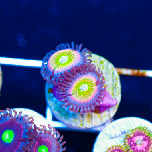 CC Rainbow Kazoo Zoanthids