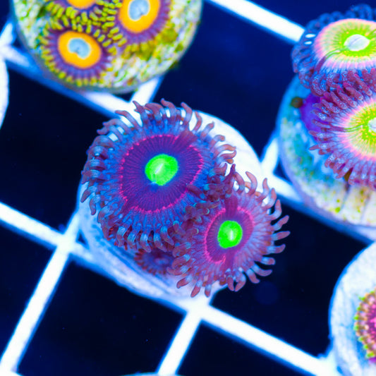 Bubblicious Zoantids #1