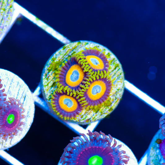 Scrambled Egg Zoanthids