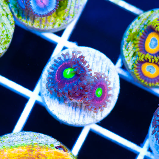 Bubblicious Zoanthids #2