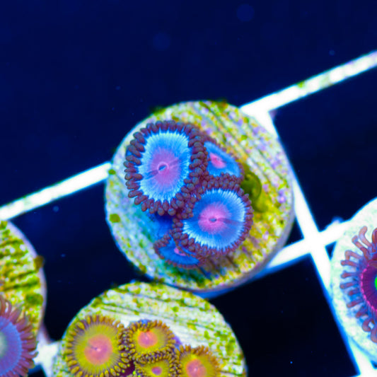 Blue Kiss Zoanthids