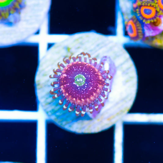 OG Pink Zipper Zoanthid #2