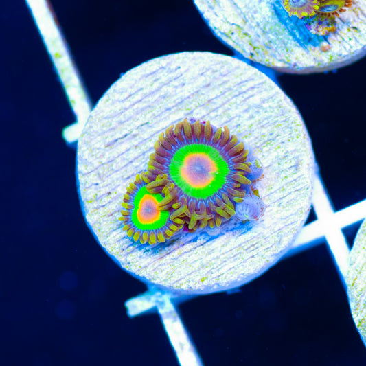 OG Rasta Zoanthids