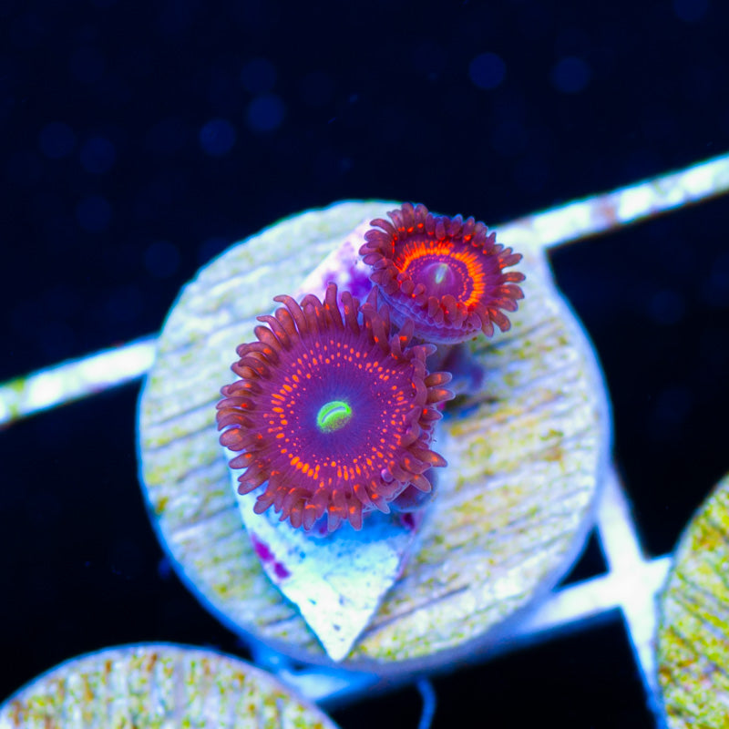 WWC Illuminati Zoanthids
