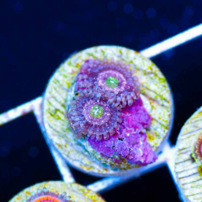 OG Chong Bong Zoanthids